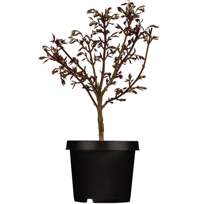 Fächerahorn 'Shaina' Fächerahorn 'Shaina'