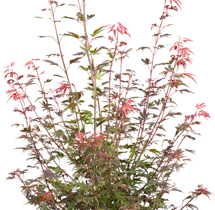 Fächerahorn 'Shaina' Fächerahorn 'Shaina'