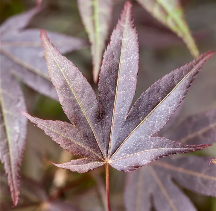 Roter Fächerahorn 'Atropurpureum' Roter Fächerahorn 'Atropurpureum'