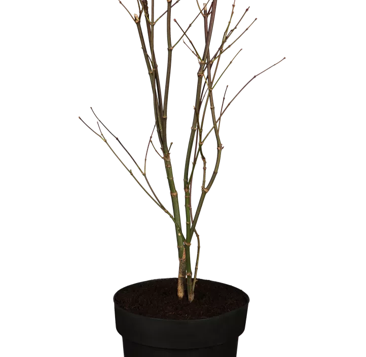 Roter Fächerahorn 'Atropurpureum' Roter Fächerahorn 'Atropurpureum'