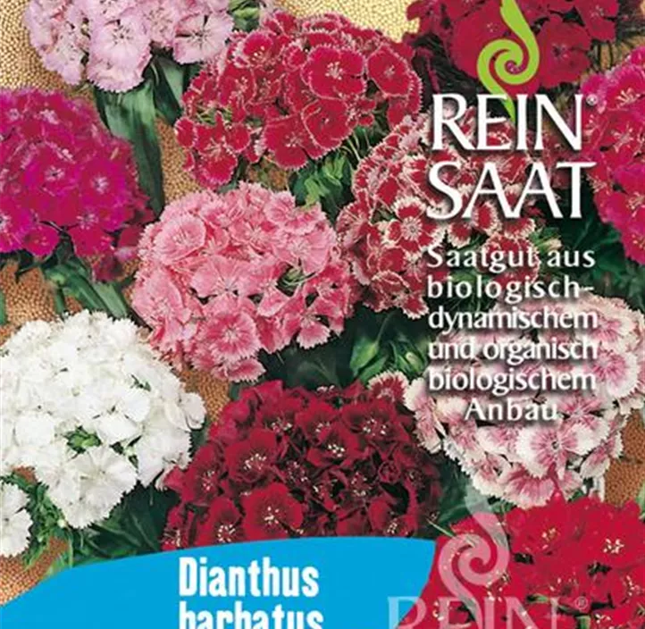 Dianthus barbatus Dianthus barbatus
