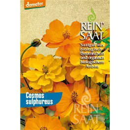 Cosmos sulphureus