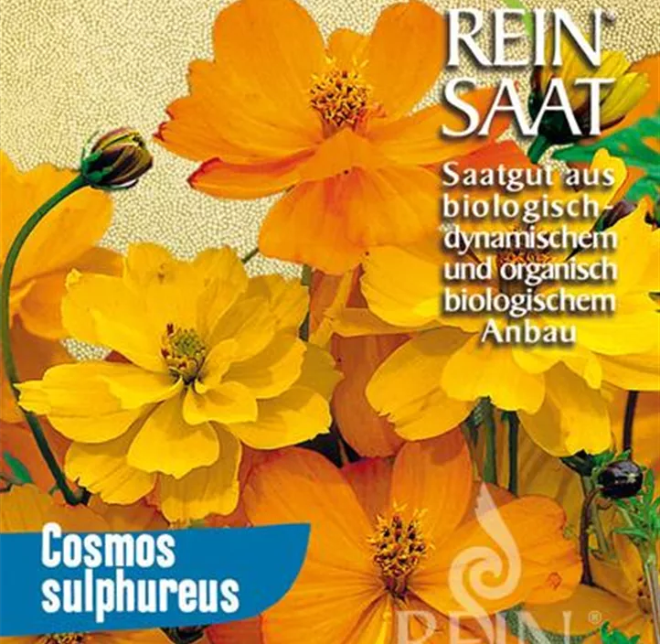 Cosmos sulphureus Cosmos sulphureus