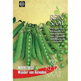 Erbse Wunder von Kelvedon