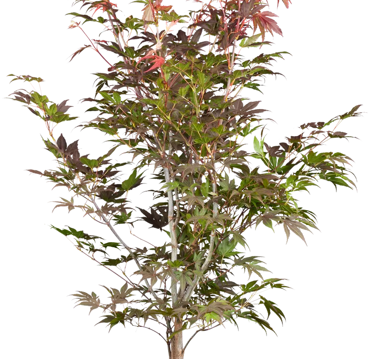 Roter Fächerahorn 'Atropurpureum' Roter Fächerahorn 'Atropurpureum'