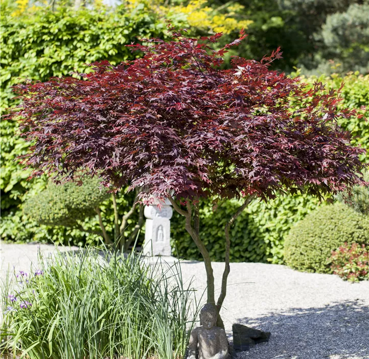 Roter Fächerahorn 'Atropurpureum' Roter Fächerahorn 'Atropurpureum'