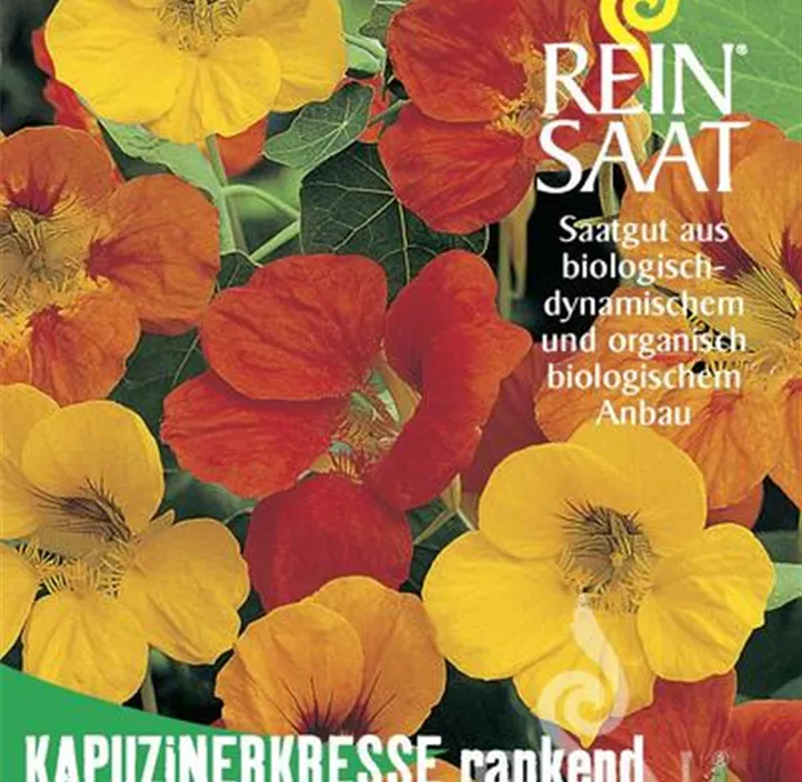 Kapuzinerkresse rankend