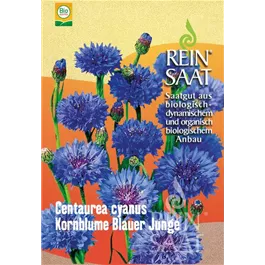 Kornblume Blauer Junge