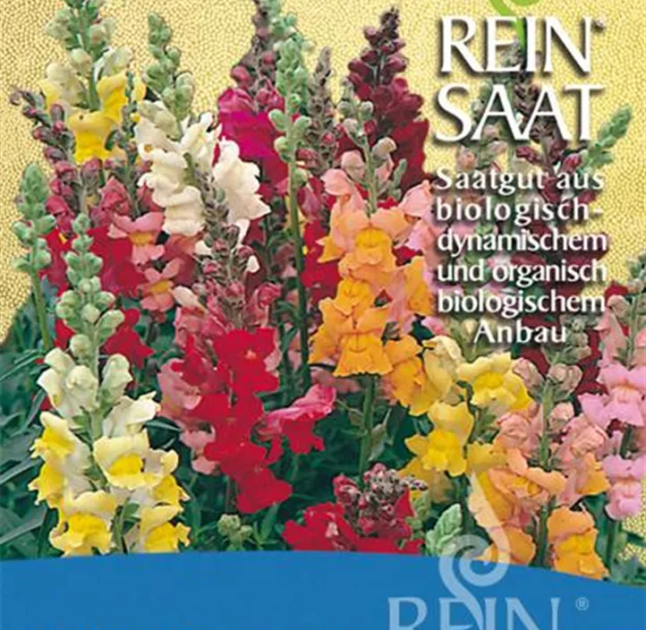 Löwenmäulchen Löwenmäulchen