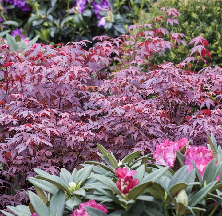 Roter Fächerahorn 'Atropurpureum' Roter Fächerahorn 'Atropurpureum'