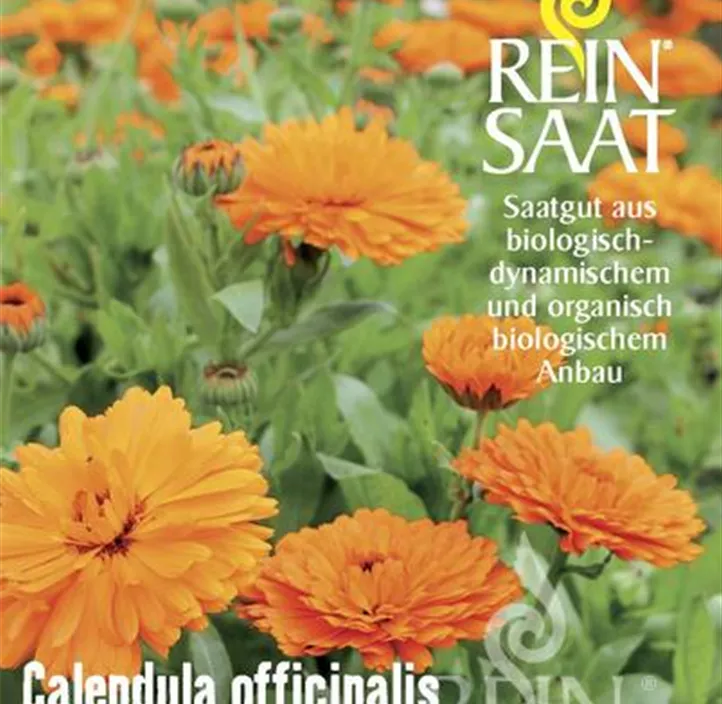 Ringelblume, reinorange Ringelblume, reinorange