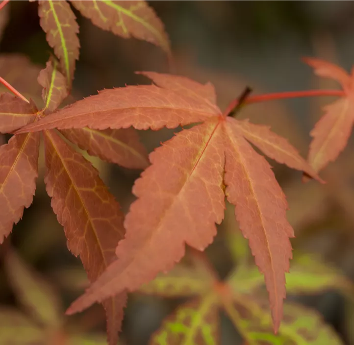 Roter Fächerahorn 'Atropurpureum' Roter Fächerahorn 'Atropurpureum'