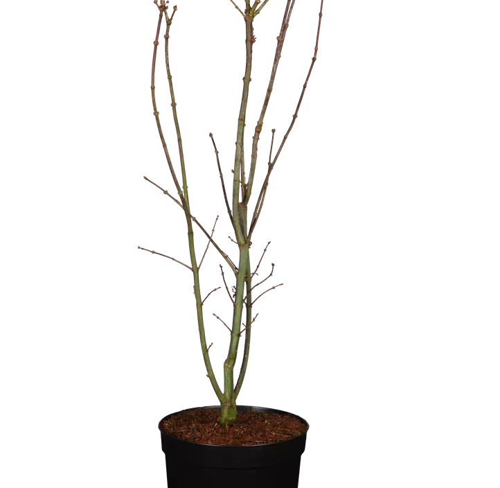 Fächerahorn 'Skeeter's Broom' Fächerahorn 'Skeeter's Broom'