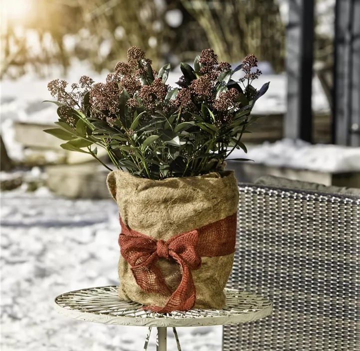Winterschutz Vliesmatte