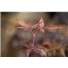 bellaflora Gartencenter GmbH