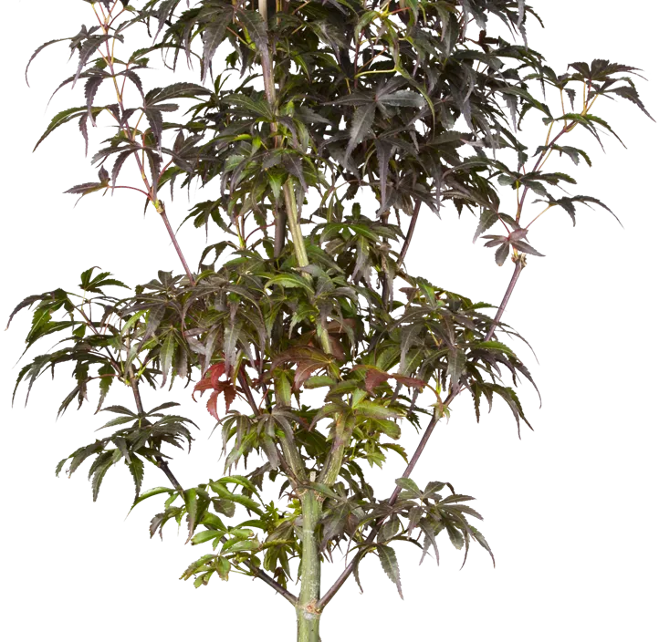 Fächerahorn 'Skeeter's Broom' Fächerahorn 'Skeeter's Broom'