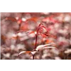bellaflora Gartencenter GmbH