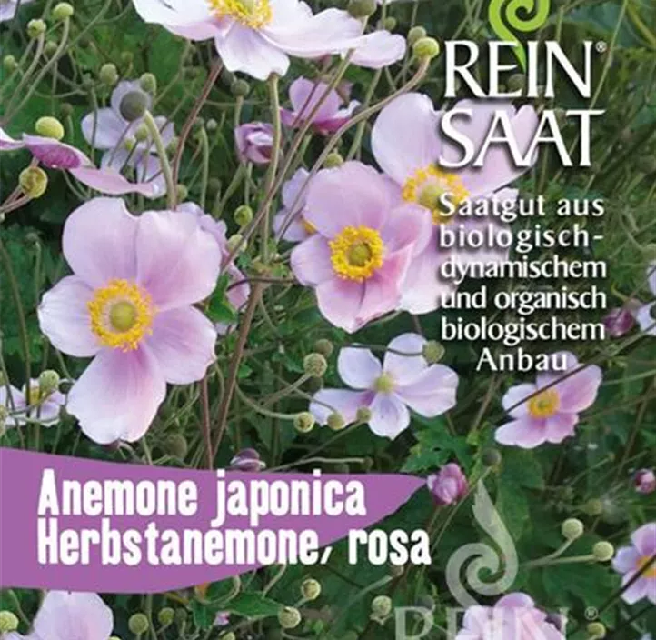 Herbstanemone Herbstanemone