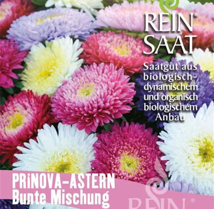 Sommerastern Mischung