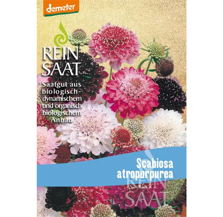 Scabiosa atropurpurea