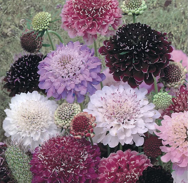 Scabiosa atropurpurea
