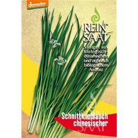 Chinesischer Schnittknoblauch Chinesischer Schnittknoblauch