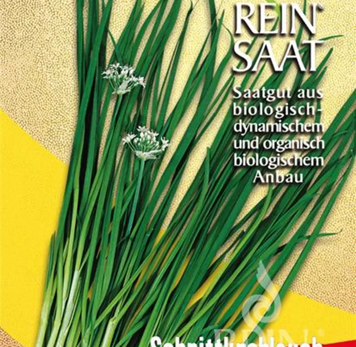 Chinesischer Schnittknoblauch
