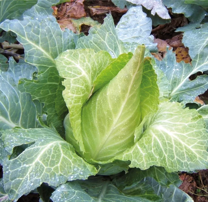 Sämereien