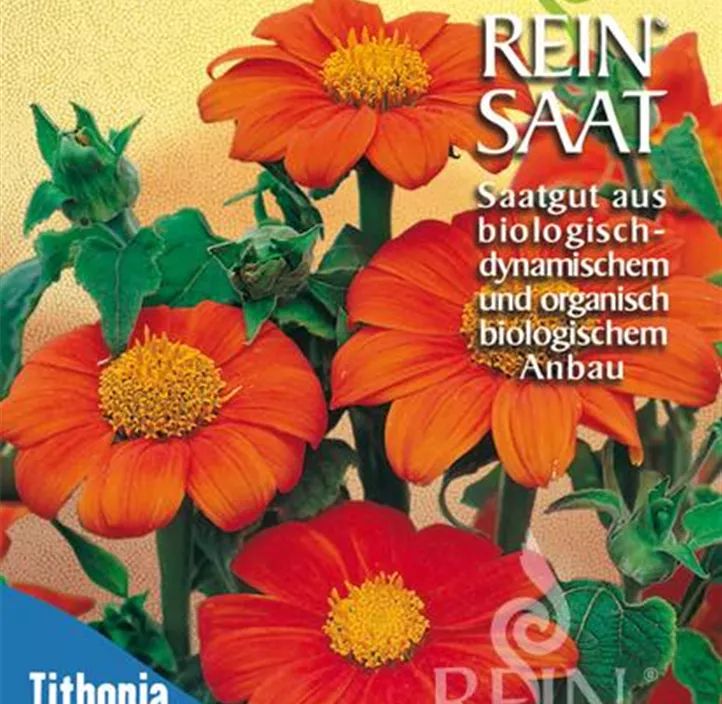Tithonia rotundifolia