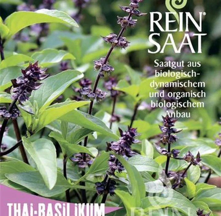 Thai Basilikum