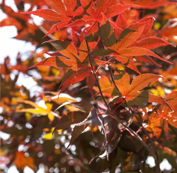 Fächerahorn 'Bloodgood' Fächerahorn 'Bloodgood'