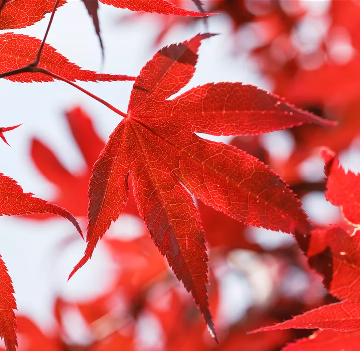 Fächerahorn 'Bloodgood' Fächerahorn 'Bloodgood'