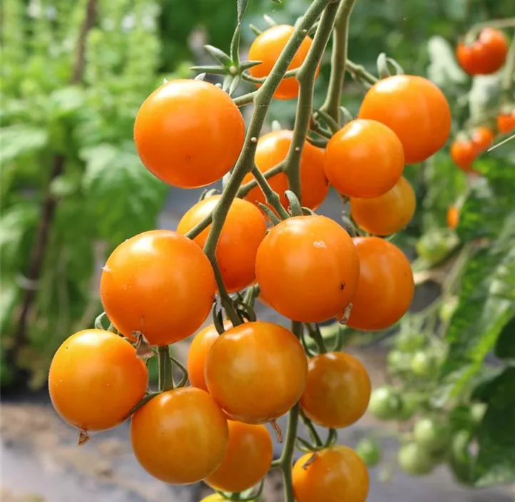 Tomate Lillit