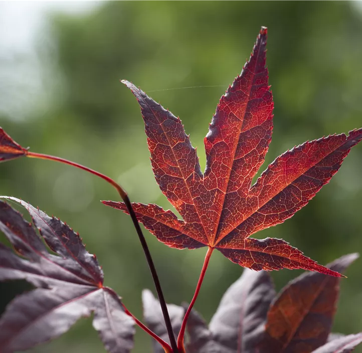 Fächerahorn 'Bloodgood' Fächerahorn 'Bloodgood'