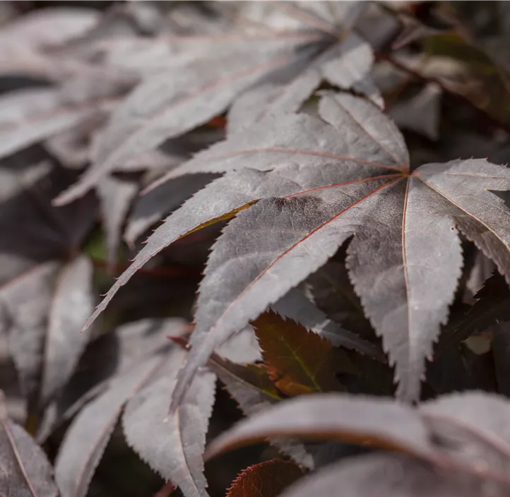 Fächerahorn 'Bloodgood' Fächerahorn 'Bloodgood'