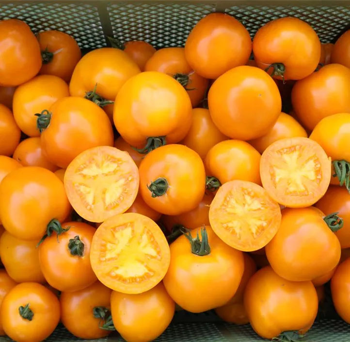 Tomate 'Valencia'