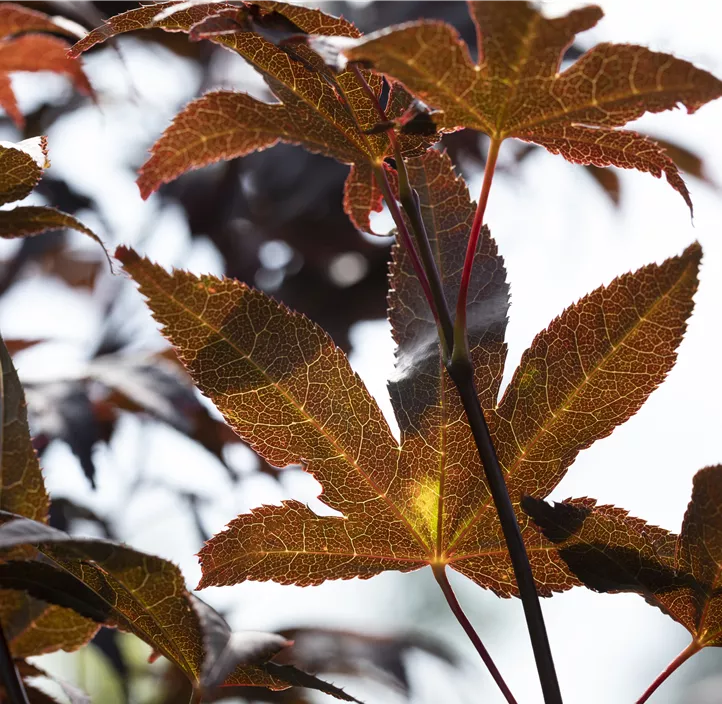 Fächerahorn 'Bloodgood' Fächerahorn 'Bloodgood'