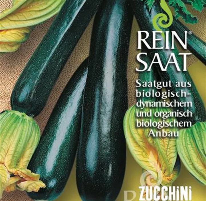 Zucchini Black Beauty Zucchini Black Beauty