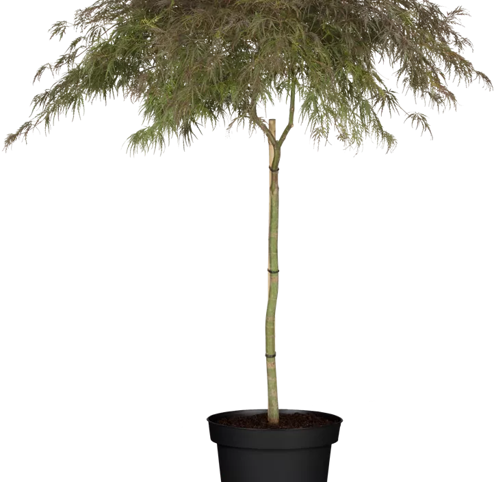 Dunkelroter Schlitzahorn 'Garnet' Dunkelroter Schlitzahorn 'Garnet'