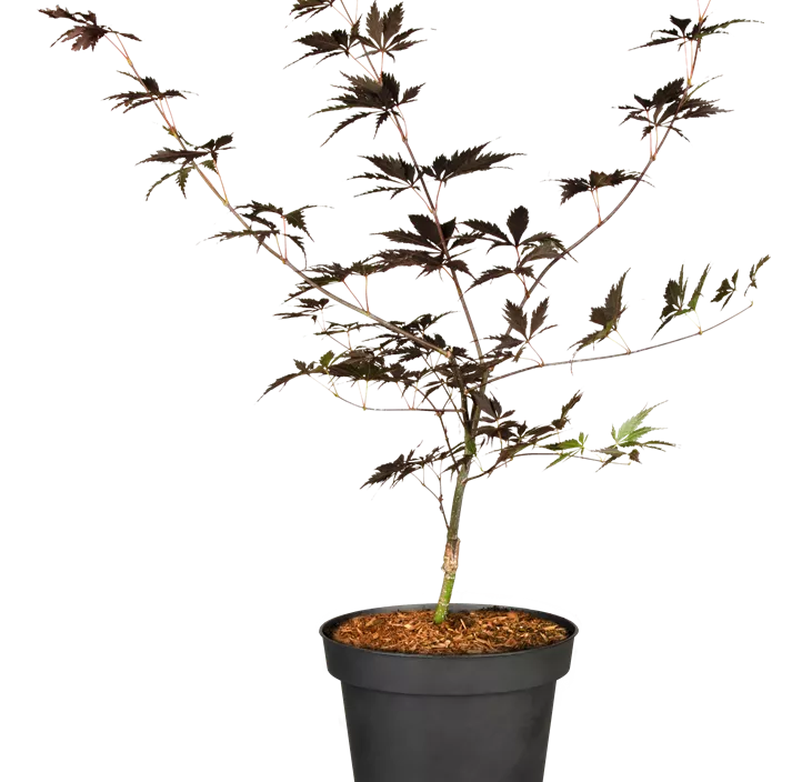 Dunkelroter Fächerahorn 'Black Lace' Dunkelroter Fächerahorn 'Black Lace'