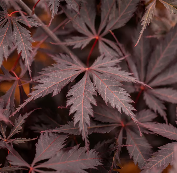 Dunkelroter Fächerahorn 'Black Lace' Dunkelroter Fächerahorn 'Black Lace'