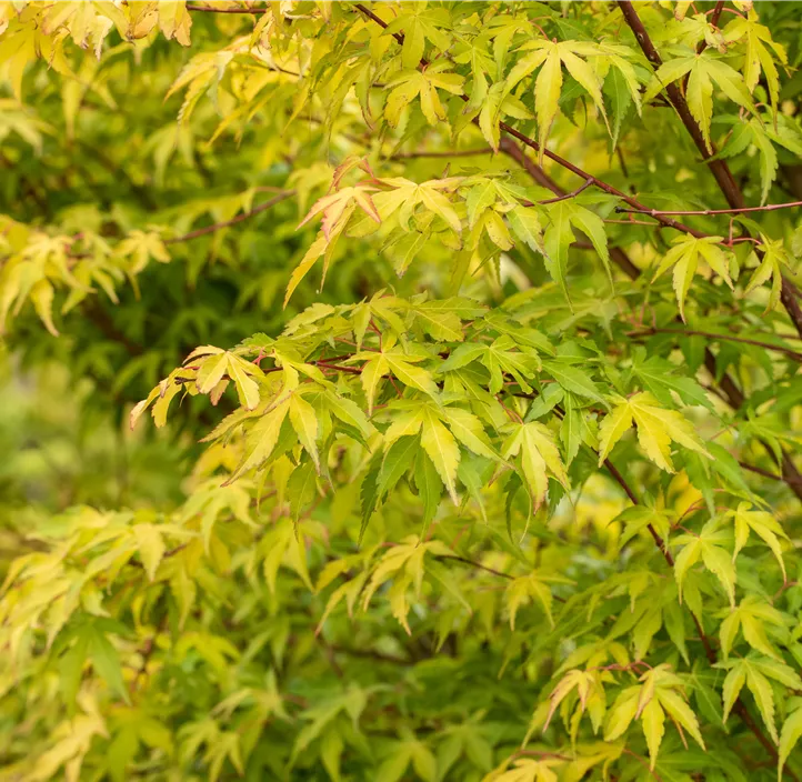 Fächerahorn 'Katsura' Fächerahorn 'Katsura'