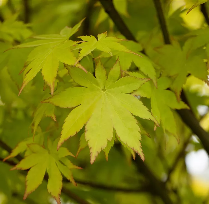 Fächerahorn 'Summer Gold' Fächerahorn 'Summer Gold'