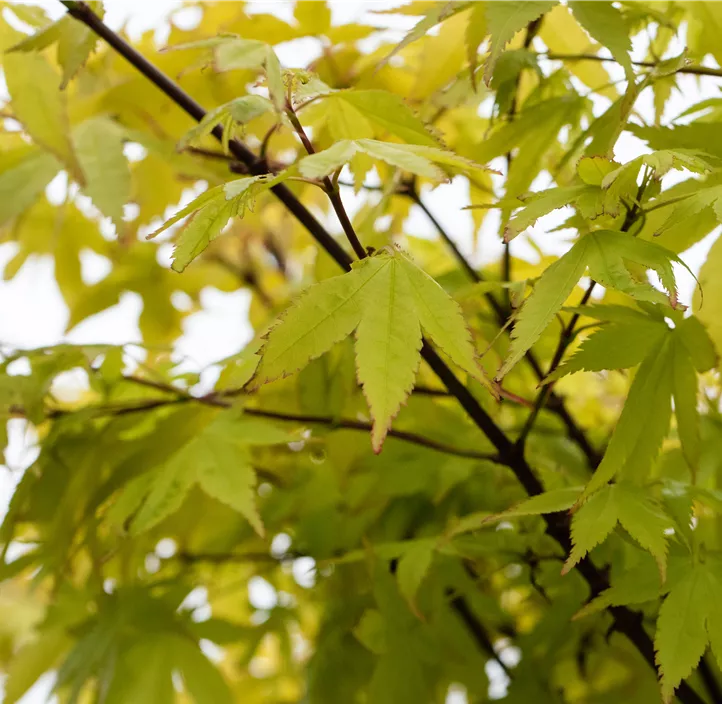 Fächerahorn 'Summer Gold' Fächerahorn 'Summer Gold'