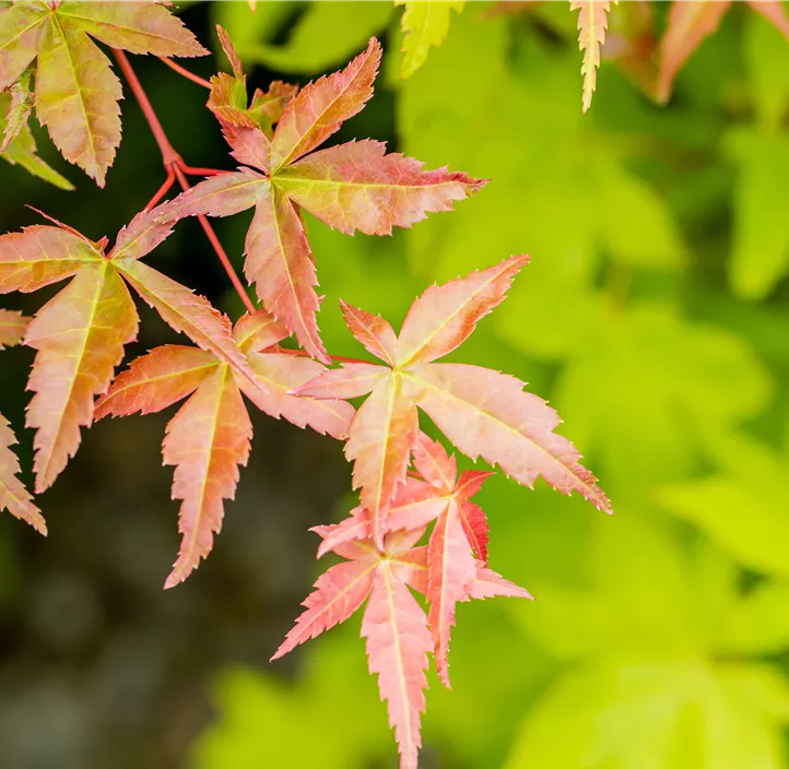 Fächerahorn 'Summer Gold' Fächerahorn 'Summer Gold'