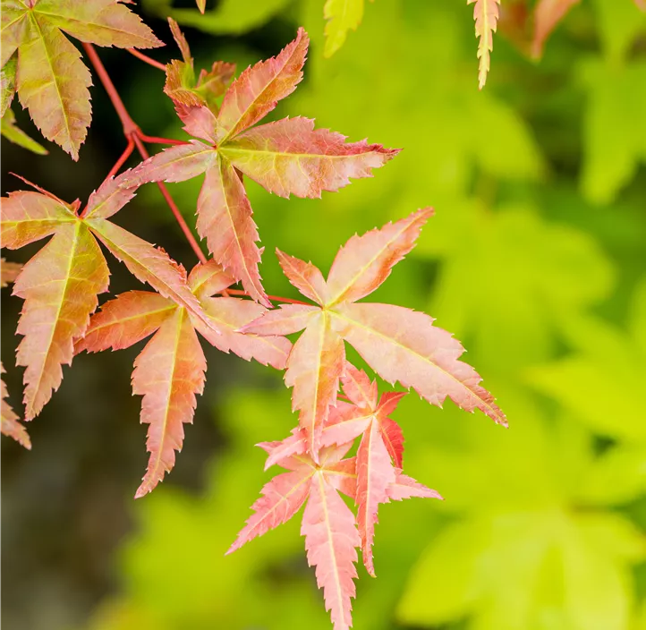 Fächerahorn 'Summer Gold' Fächerahorn 'Summer Gold'