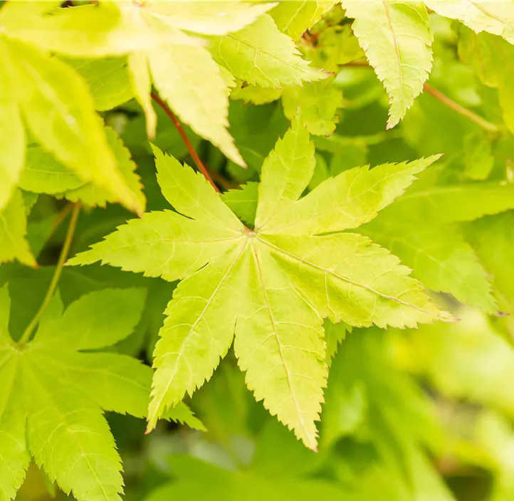 Fächerahorn 'Summer Gold' Fächerahorn 'Summer Gold'