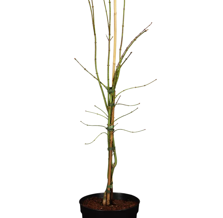 Grüner Schlitzahorn 'Dissectum' Grüner Schlitzahorn 'Dissectum'