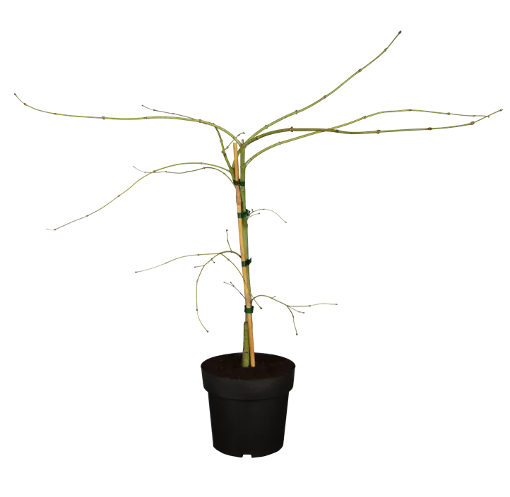 Grüner Schlitzahorn 'Dissectum' Grüner Schlitzahorn 'Dissectum'