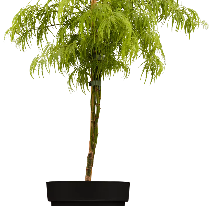 Grüner Schlitzahorn 'Dissectum' Grüner Schlitzahorn 'Dissectum'